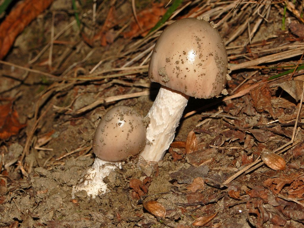 Due piccoli funghi da determinare